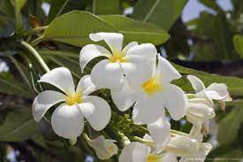 Plumeria Flowers Plumeria Alba Bikini Atoll Micronesia Pacific Ocean Marshall Islands Plumeria Flowers Plumeria Flowers