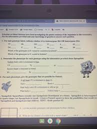 Create a punnett square to show the possibilities that would result if spongebob and spongesusie had. Spongebob Genetics Answer Key Back Genetics With Spongebob Learning How To Use Punnett Squares Middle School Science Blog Use The Information Provided And Your Knowledge Of Genetics To Answer Each Question