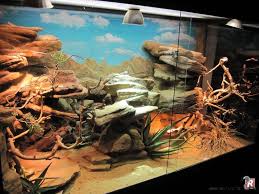 Photo Terrarium Rocher Grotte Plateforme Milieu Aride Rocailleux Idees Terrariums Terrarium Pogona