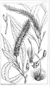 Image result for Faurea