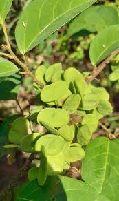 Image result for Hymenocardia