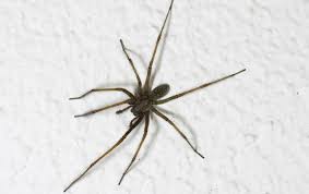 Are House Spiders More Common In The Winter Terminix