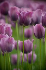 Flower is brownish marron like a small upside down tulip? Purple Tulips Amazing Flowers Purple Tulips Tulips
