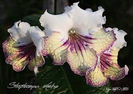 Pin Taulussa Streptocarpus