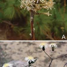 Image result for Pleiotaxis argentea