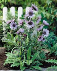 Image result for Berkheya