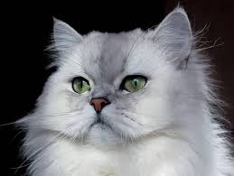 Leonidas reached legendary status after the battle of nicknames: 200 Famous Female Cat Names The Paws