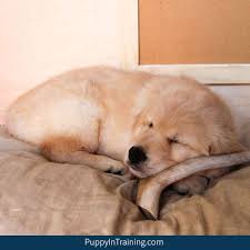 Check spelling or type a new query. Are Deer Antlers For Dogs A Good Chew Toy