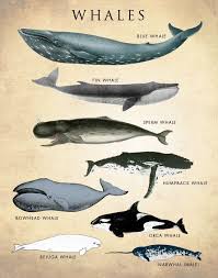 Whale Chart Art Print Whale Species Natural History Poster