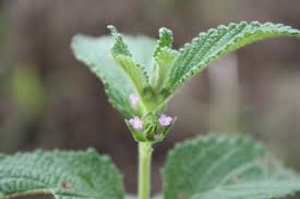 Image result for Lantana ukambensis