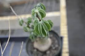 Image result for Adenia fruticosa