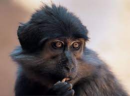 Page Not Found Animal Facts For Kids Wild Facts Primates Animal Facts For Kids Animal Facts