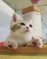 Watch The Best Youtube Videos Online Show Some Love For This Cute Kitten Cats Cat Catsofinstagram Pets Catstagram Pet Kittens Cutest Cat Day Kittens