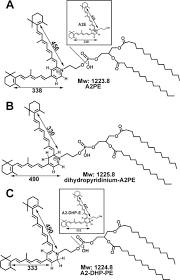 Aug 27, 2020 · the amazing son in law good novel shows us that in the eyes of the grandson there is no love lost for the grandpa, nor a modicum of respect. Novel Lipofuscin Bisretinoids Prominent In Human Retina And In A Model Of Recessive Stargardt Disease Journal Of Biological Chemistry