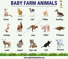Baby Farm Animals List Of 15 Popular Names Of Baby Animals In English English Study Online Baby Animal Names Farm Animals List Baby Farm Animals