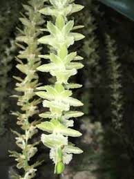 Image result for Diaphananthe fragrantissima