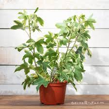 Image result for × Fatshedera