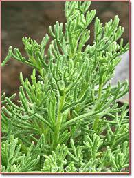 Image result for Eriocephalus racemosus