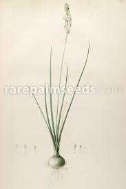 Image result for Albuca virens
