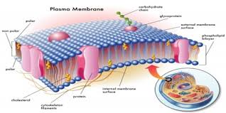 The plasma membrane protects the cell from its external environment, mediates cellular transport, and transmits cellular signals. Cell Structure Plasma Membrane Assignment Point