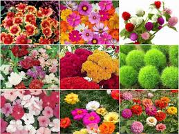 Check spelling or type a new query. Kraft Seeds Germination Flower Seeds For Summer Season April To June Multicolour Buy Online In Burundi At Burundi Desertcart Com Productid 111696613