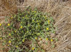 Image result for Centropodia