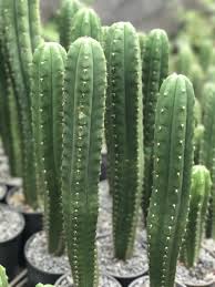It's not easy to tell how much active substance a san pedro contains. Trichocereus Pachanoi San Pedro Cactus Herbalistics