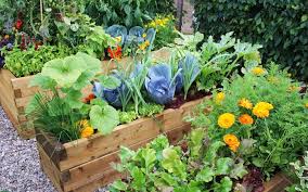 They will walk you through the process of finding a nursing home in your area. Summer Vegetable Gardening The Bruce Company Middleton Wi