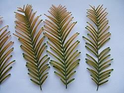 Image result for Cupressaceae