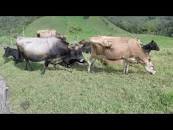 Resultado de imagen para "puede ser rentable una finca pequeña"