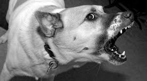 Visit or call a local veterinary clinic for recommendations on experienced exotic animal vets in your area. Vet Visits For Aggressive Dogs A Case Study Dr Jen S Dog Blog