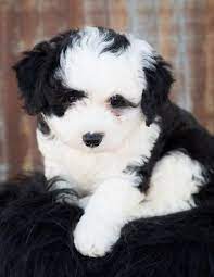 Maybe you would like to learn more about one of these? The 4 Best Sheepadoodle Breeders In California Ca 2021