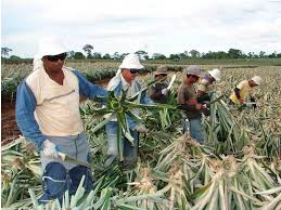 You may have to register before you can post: Situacion Laboral Y Ambiental De La Pineras En La Zona Norte Diario Digital Nuestro Pais