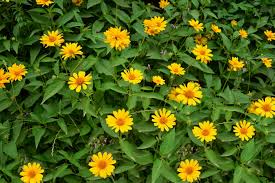 If your plants start flowering on the right foot, they'll have a much easier time reaching the harvest date fully intact. How To Grow Any Flower From Seed