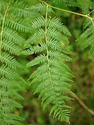 Image result for Pteridium