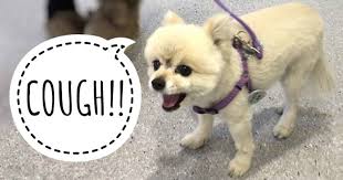 They can develop these if they live in an environment where there is passive smoking or in a highly polluted area. Help My Dog Has A Cough Common Causes Walkerville Vet