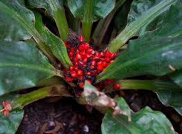 Image result for Palisota ambigua