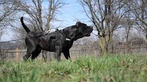Browse thru our id verified puppy for sale listings to find your perfect puppy in your area. Black Presa Canario Male Youtube