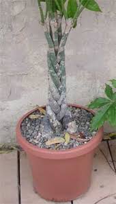 Potting the plant will help the plant develop more compact, vigorous roots. Money Tree Plant Care Tips On Potting Soil Growing Pachira Aquatica