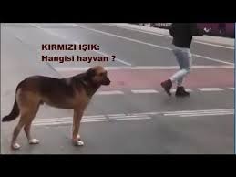 Egitim Sart Hangisi Hayvan
