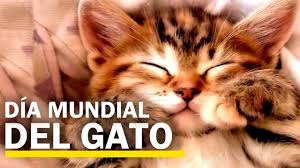 El 20 de febrero se celebra el día internacional del gato, aunque no es la única fecha del año dedicada a estos cautivadores animales; Dia Mundial Del Gato Lo Que No Sabias De Ellos Youtube