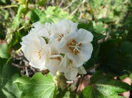 Image result for Dombeya acutangula