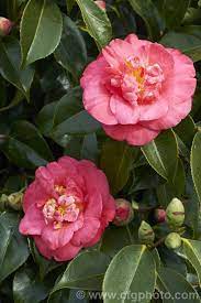 Camellia Lady Clare Syn Akashigata An Old Japanese Japonica Cultivar That Was Imported To The United Kingdom In 1877 Whe Flowers Large Flowers Japonica
