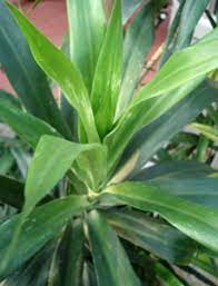 6 Manfaat Daun Suji Untuk Paru Paru Tanaman Obat Alami Daun