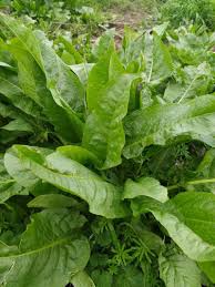 Image result for Rumex