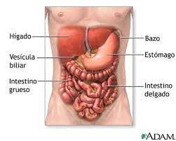 It removes old red blood cells and holds a reserve of blood, which can be valuable in case of hemorrhagic shock, a. Bazo Ecured