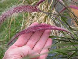 Image result for Cenchrus setaceus