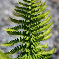 Image result for Dryopteris antarctica