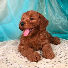 Goldendoodle puppies are ideal for families, especially with children. Dark Red Mini Goldendoodles Top Iowa Breeders Puppies For Sale