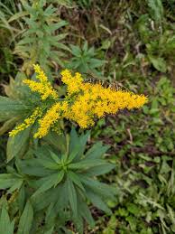 Finde übersetzungen für annual ragweed in dem kostenlosen englisch wörterbuch und schlage viele englisch übersetzungen nach. Ragweed Wespe Wespen Grun Gelb Insekt Natur Hornisse Sommer Pflanze Blumen Pikist